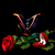 Image-square_50