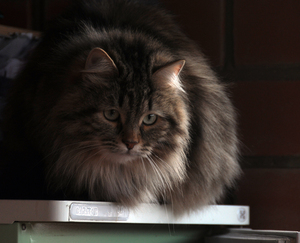 Image-preview_300x200