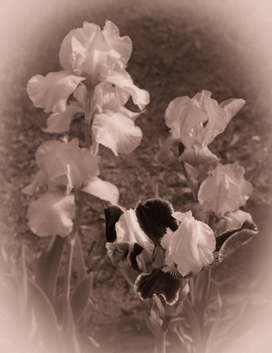 Image-preview_300x200