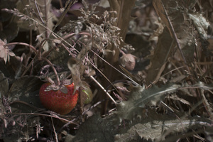 Image-preview_300x200