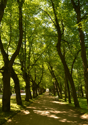 Image-preview_300x200