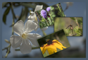 Image-preview_300x200