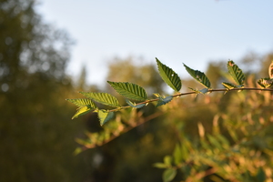 Image-preview_300x200