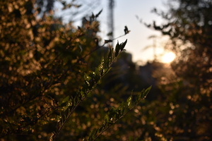 Image-preview_300x200