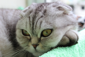 Image-preview_300x200