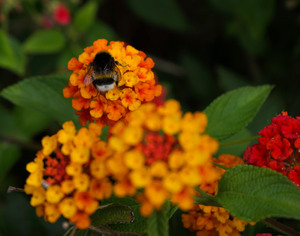 Image-preview_300x200