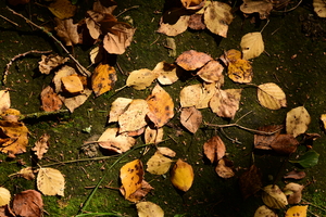 Image-preview_300x200