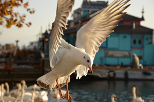 Image-preview_300x200