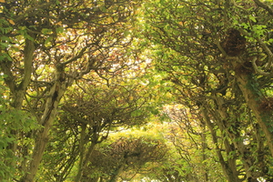 Image-preview_300x200