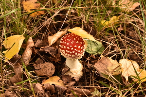 Image-preview_300x200