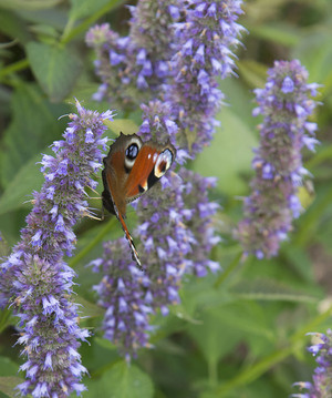 Image-preview_300x200