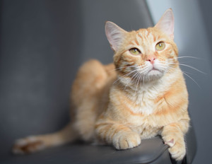 Image-preview_300x200