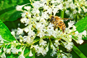 Image-preview_300x200