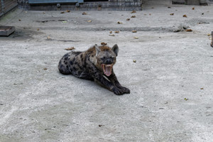 Image-preview_300x200