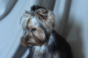 Image-preview_300x200