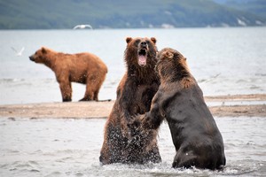 Image-preview_300x200