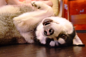 Image-preview_300x200