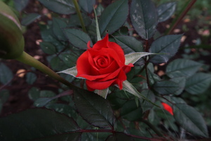 Image-preview_300x200