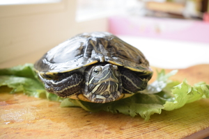 Image-preview_300x200