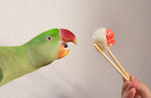 Image-preview_300x200