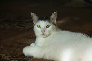 Image-preview_300x200