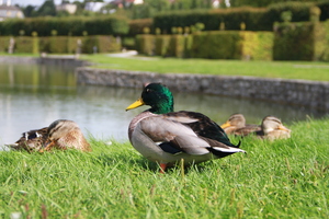 Image-preview_300x200