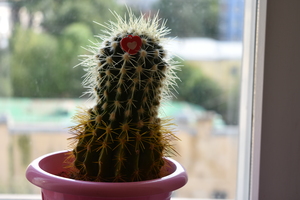 Image-preview_300x200