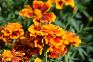 Image-preview_300x200