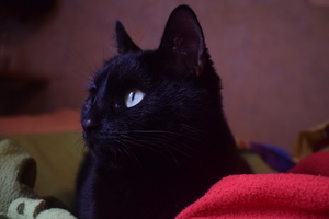 Image-preview_300x200