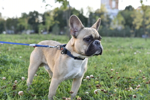 Image-preview_300x200