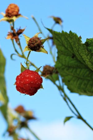 Image-preview_300x200