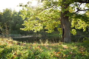 Image-preview_300x200