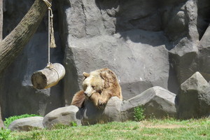 Image-preview_300x200