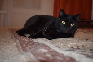 Image-preview_300x200