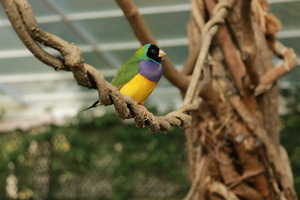 Image-preview_300x200