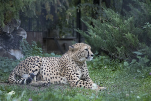 Image-preview_300x200