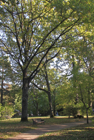 Image-preview_300x200