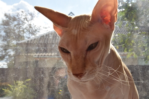 Image-preview_300x200