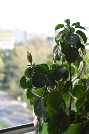 Image-preview_300x200