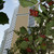 Image-square_50