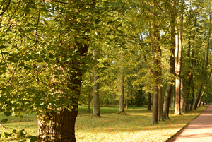 Image-preview_300x200