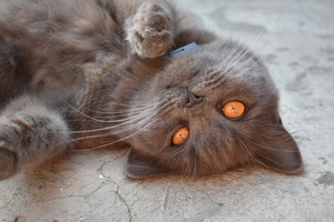 Image-preview_300x200