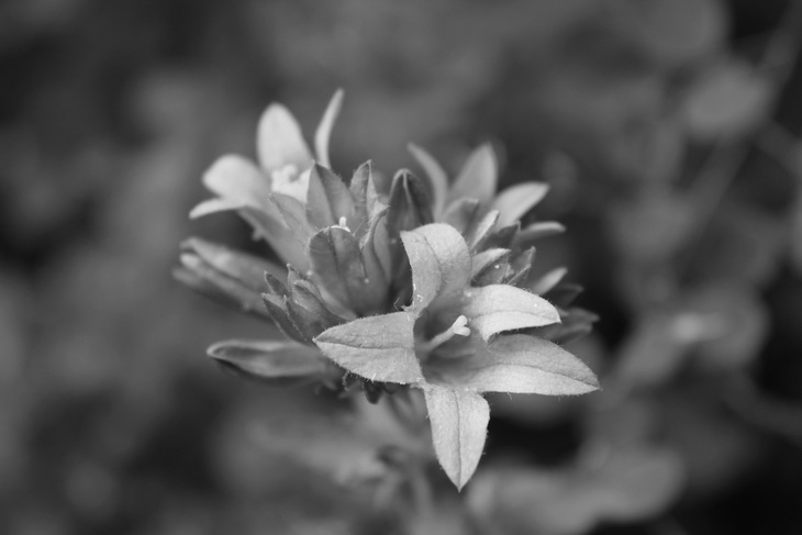Image-normal