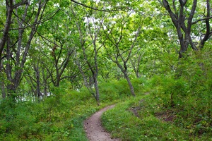 Image-preview_300x200