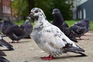 Image-preview_300x200