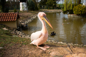 Image-preview_300x200