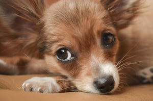 Image-preview_300x200