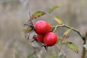 Image-preview_300x200