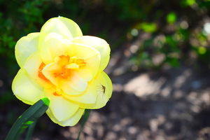 Image-preview_300x200