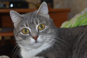 Image-preview_300x200